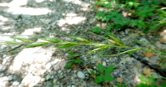 Elymus texensis, limestone bluffs along the Sabinal River, Lost Maples State Natural Area. Bandera County, Texas. Julian Campbell, who described this species, confirmed the identity of this photograph