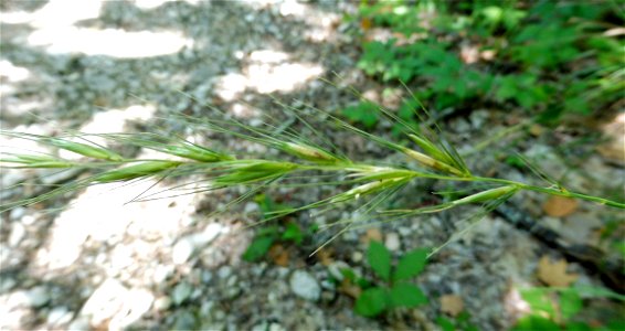 Elymus texensis, limestone bluffs along the Sabinal River, Lost Maples State Natural Area. Bandera County, Texas. Julian Campbell, who described this species, confirmed the identity of this photograph photo