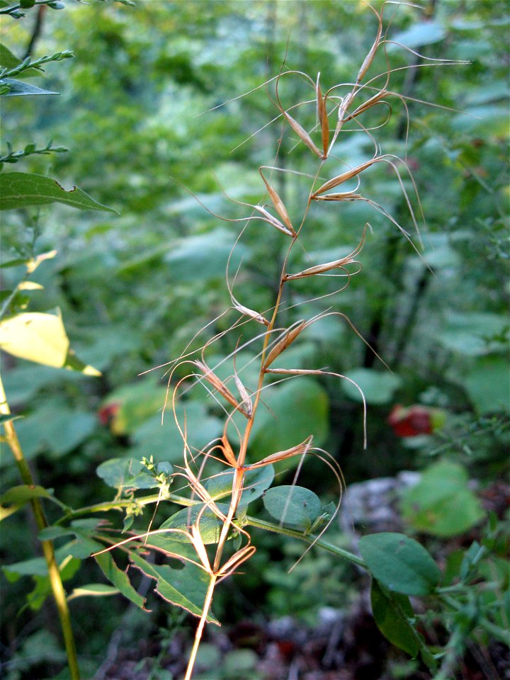 Elymus svensonii, narrow limestone backbone between White Oak Creek and the Kentucky River, Garrard County, Kentucky. Spikelets somewhat more spreading than typical for this species.