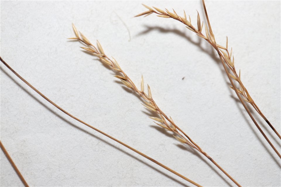 mountain fescue (Festuca saximontana)