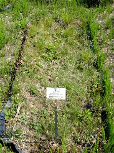 Carex cristatella specimen in the Botanischer Garten München-Nymphenburg, Munich, Germany.