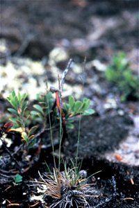 Festuca brachyphylla photo