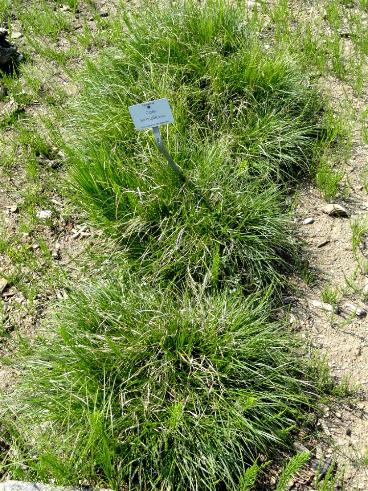 Carex bicknellii specimen in the Botanischer Garten München-Nymphenburg, Munich, Germany.