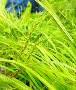 Carex flexuosa, edge of trail in open Appalachian bald. Roan Mountain, Mitchell County, North Carolina.