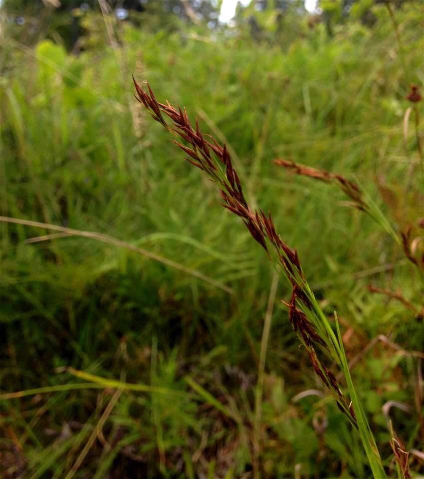 Rhynchospora inexpansa, open boggy swale near Little River in DeSoto State Park, DeKalb County, Alabama.