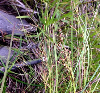 Rhynchospora rariflora, open boggy swale near Little River in DeSoto State Park, DeKalb County, Alabama.