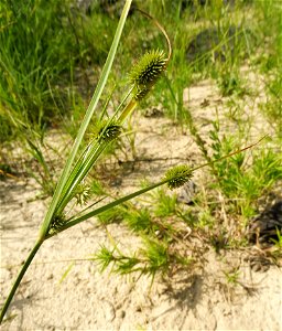 Cyperus retrorsus, high river-scour sand prairie on Mountain Fork near Ward Creek, McCurtian County, Oklahoma.