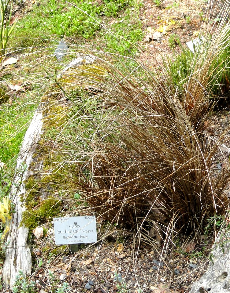 Carex buchananii specimen in the Botanischer Garten München-Nymphenburg, Munich, Germany.