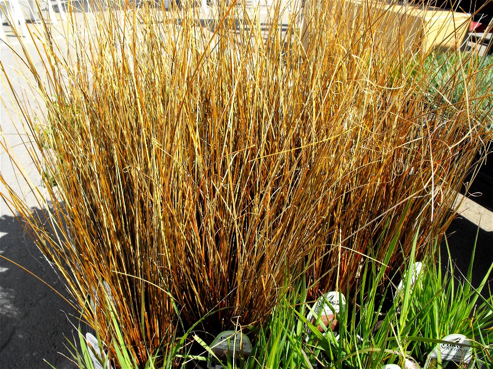 Carex buchananii at the San Diego Home & Garden Show, Del Mar, California, USA. Identified by exhibitor's sign.