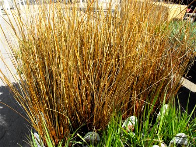 Carex buchananii at the San Diego Home & Garden Show, Del Mar, California, USA. Identified by exhibitor's sign.