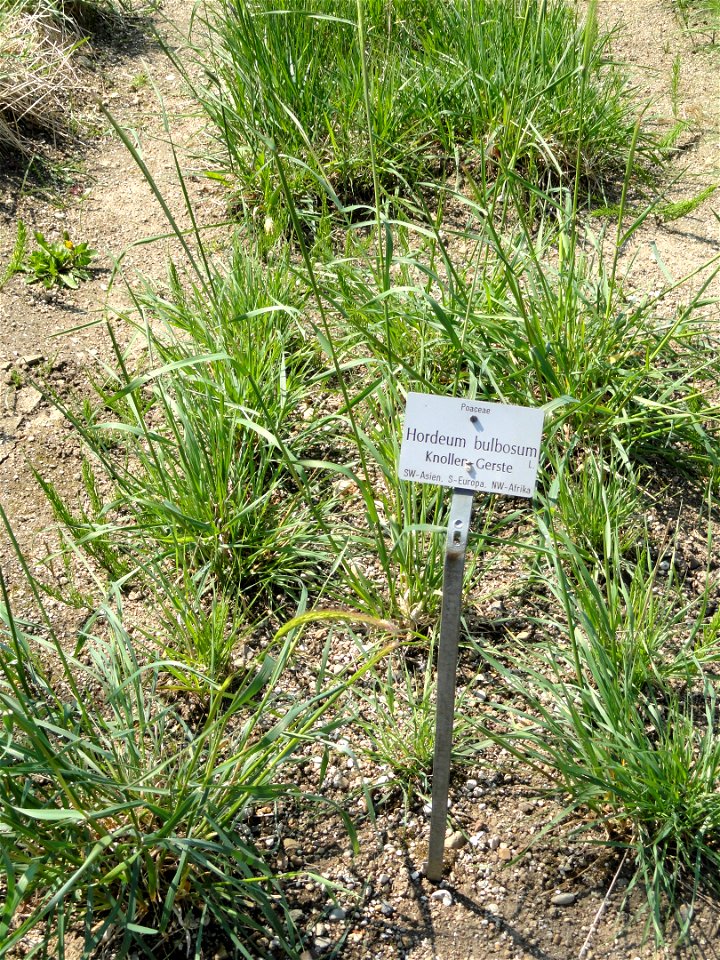 Hordeum bulbosum specimen in the Botanischer Garten München-Nymphenburg, Munich, Germany.