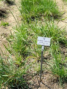 Hordeum bulbosum specimen in the Botanischer Garten München-Nymphenburg, Munich, Germany.