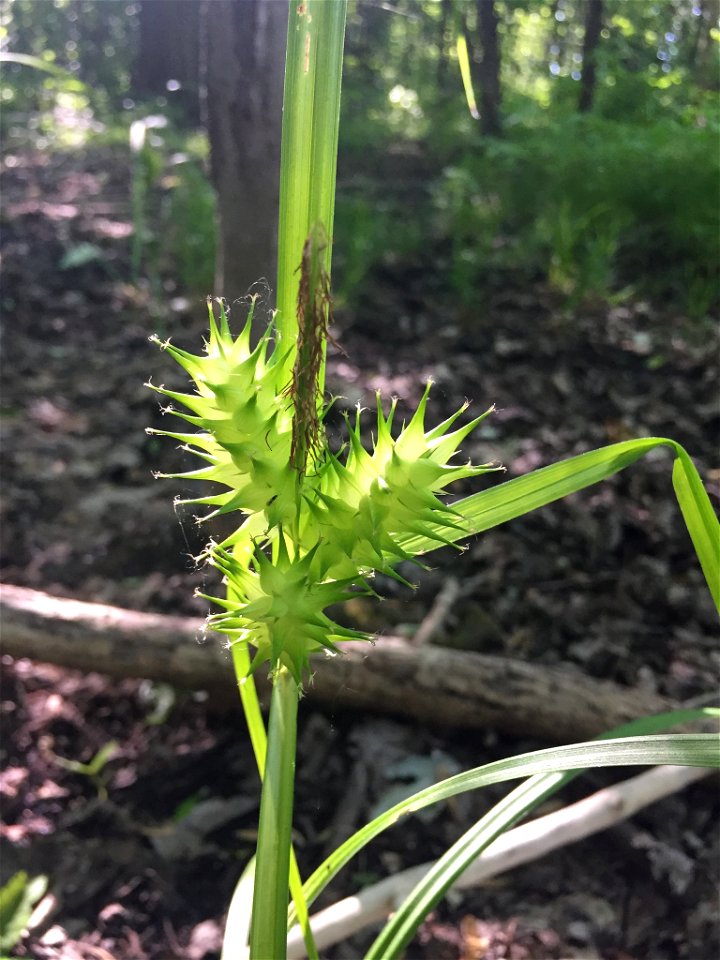 Photo of Carex lupulina uploaded from iNaturalist.
