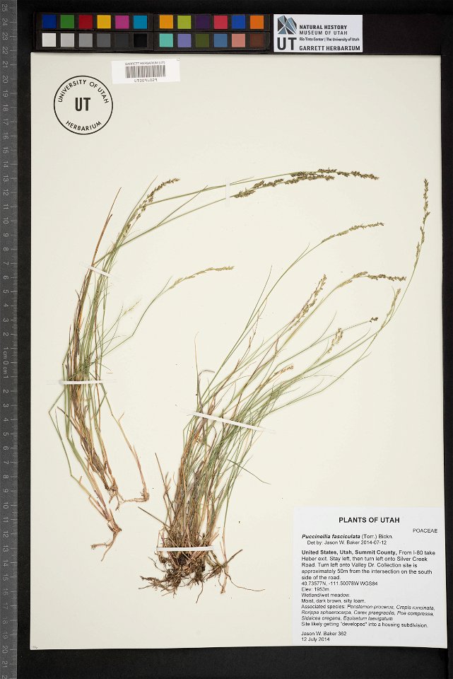 Puccinellia fasciculata