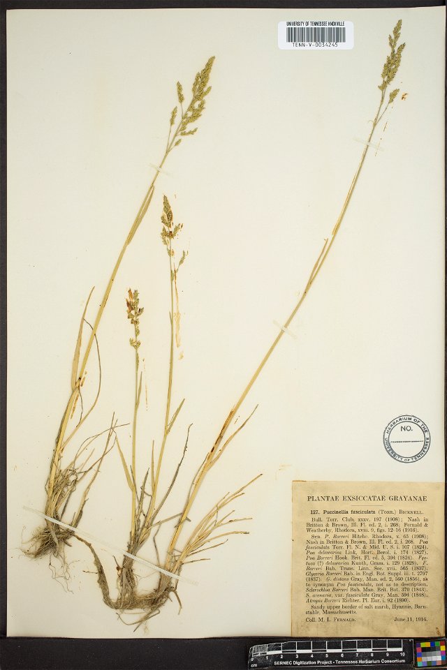 Puccinellia fasciculata