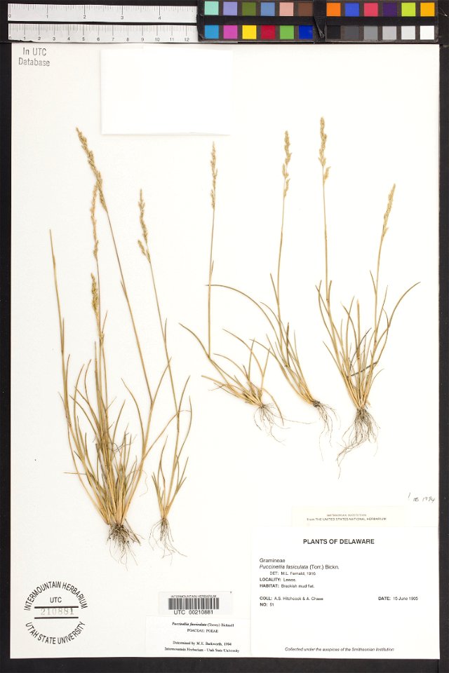 Puccinellia fasciculata