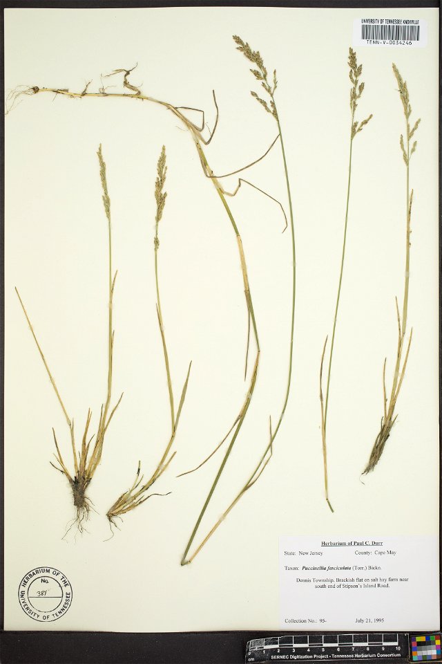 Puccinellia fasciculata