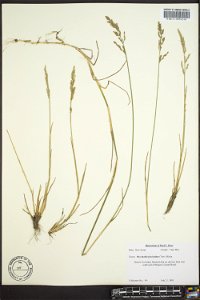 Puccinellia fasciculata photo