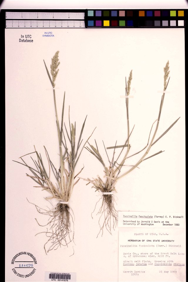 Puccinellia fasciculata