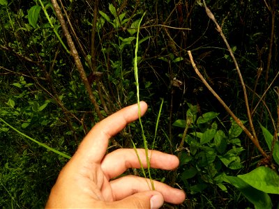 Glyceria acutiflora (sharp-glumed mannagrass) - Portage County, Ohio, US