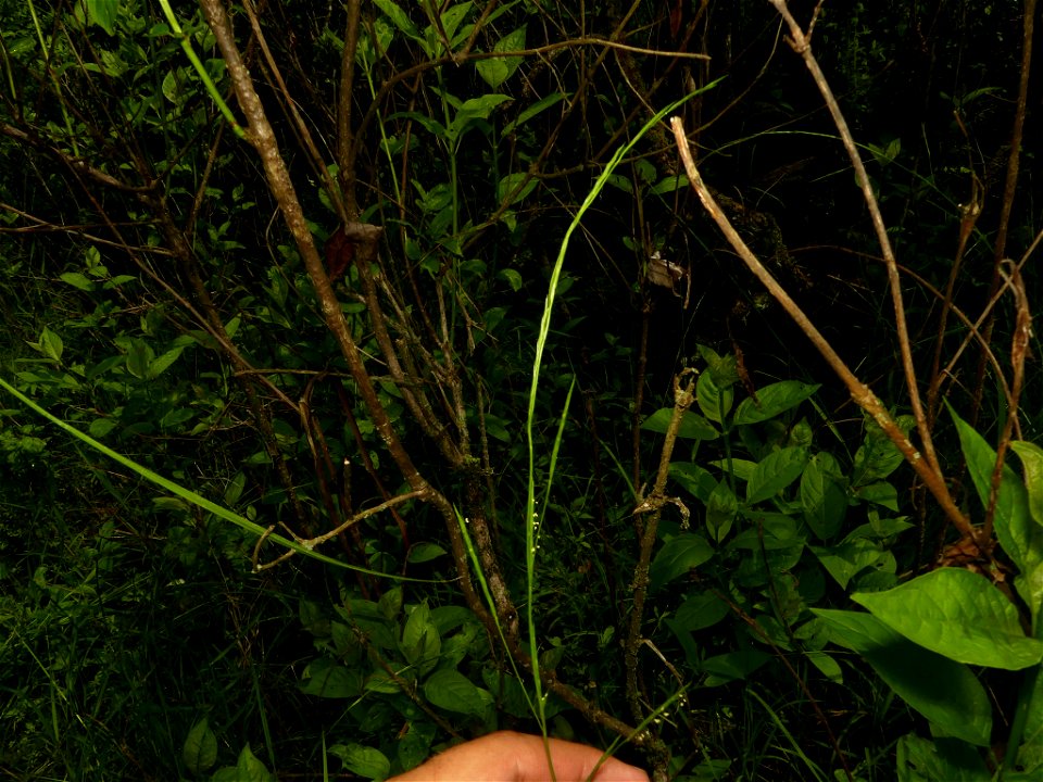 Glyceria acutiflora (sharp-glumed mannagrass) - Portage County, Ohio, US