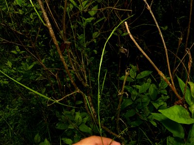 Glyceria acutiflora (sharp-glumed mannagrass) - Portage County, Ohio, US photo