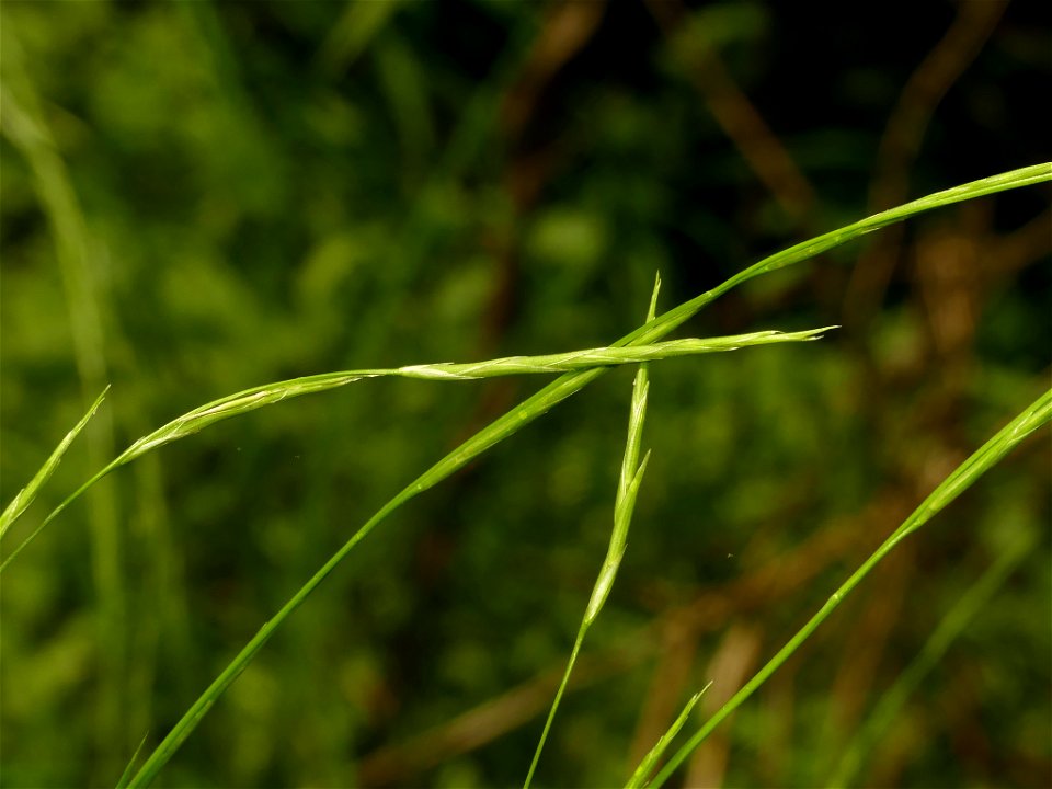 Glyceria acutiflora (sharp-glumed mannagrass) - Portage County, Ohio, US