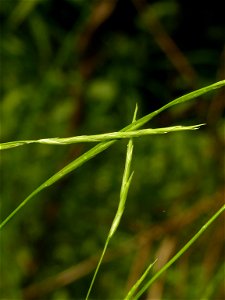 Glyceria acutiflora (sharp-glumed mannagrass) - Portage County, Ohio, US photo