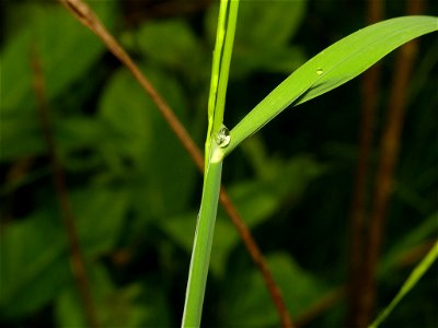 Glyceria acutiflora (sharp-glumed mannagrass) - Portage County, Ohio, US photo