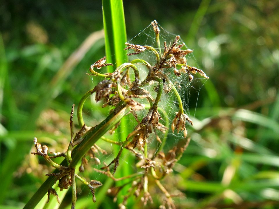 Wald-Simse (Scirpus sylvaticus) im Naturschutzgebiet Mürmes