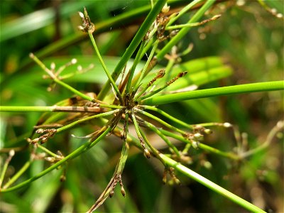 Wald-Simse (Scirpus sylvaticus) im Naturschutzgebiet Mürmes