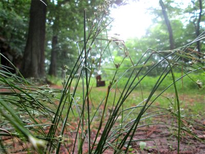Wald-Simse (Scirpus sylvaticus) im Landschaftschutzgebiet „Halberg“ in Saarbrücken