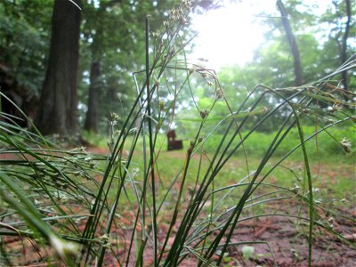 Wald-Simse (Scirpus sylvaticus) im Landschaftschutzgebiet „Halberg“ in Saarbrücken photo