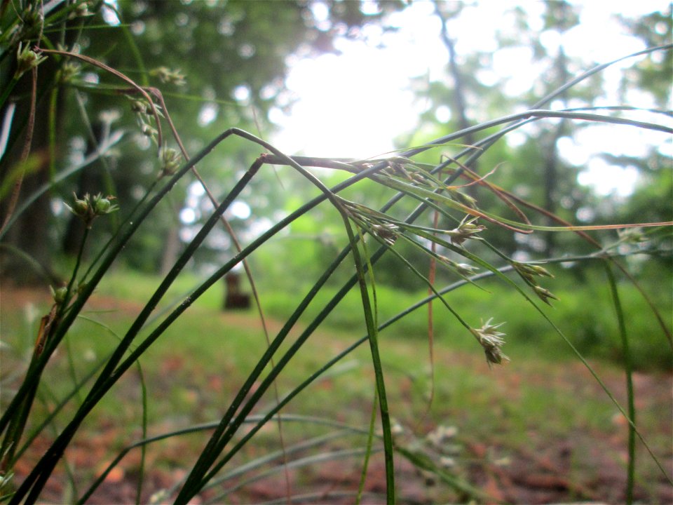 Wald-Simse (Scirpus sylvaticus) im Landschaftschutzgebiet „Halberg“ in Saarbrücken