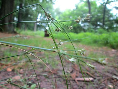 Wald-Simse (Scirpus sylvaticus) im Landschaftschutzgebiet „Halberg“ in Saarbrücken