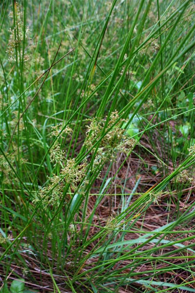 Scirpus sylvaticus,Poland, Gać (gmina Główczyce) near forest road, Słowiński Park Narodowy.