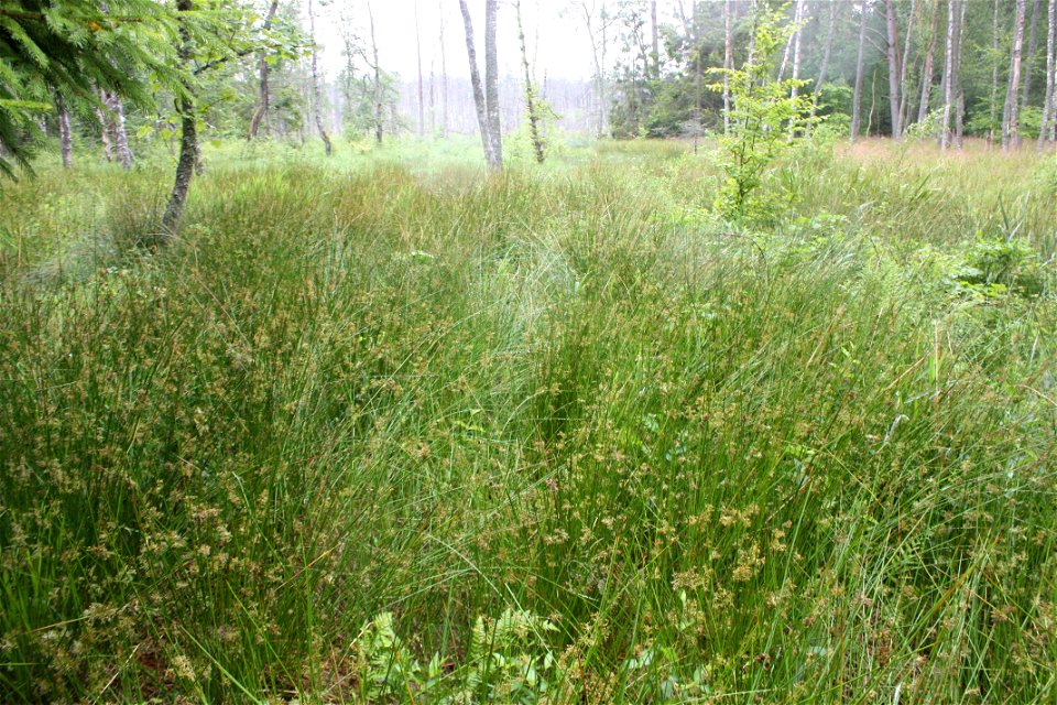 Scirpus sylvaticus,Poland, Gać (gmina Główczyce) near forest road, Słowiński Park Narodowy.