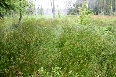 Scirpus sylvaticus,Poland, Gać (gmina Główczyce) near forest road, Słowiński Park Narodowy. photo