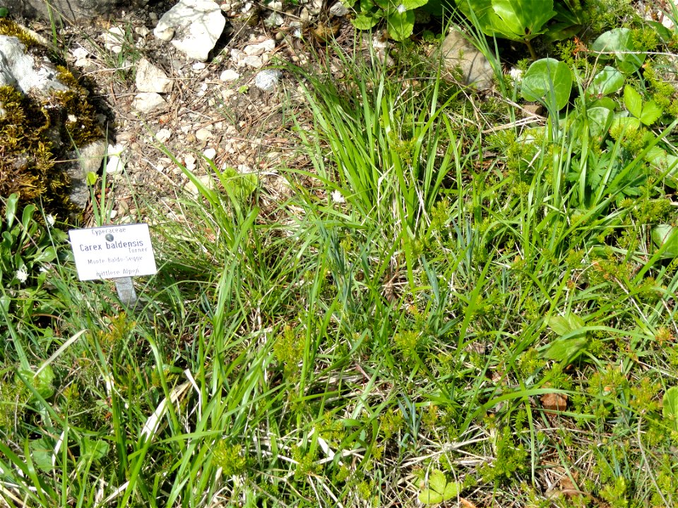 Carex baldensis specimen in the Botanischer Garten München-Nymphenburg, Munich, Germany.