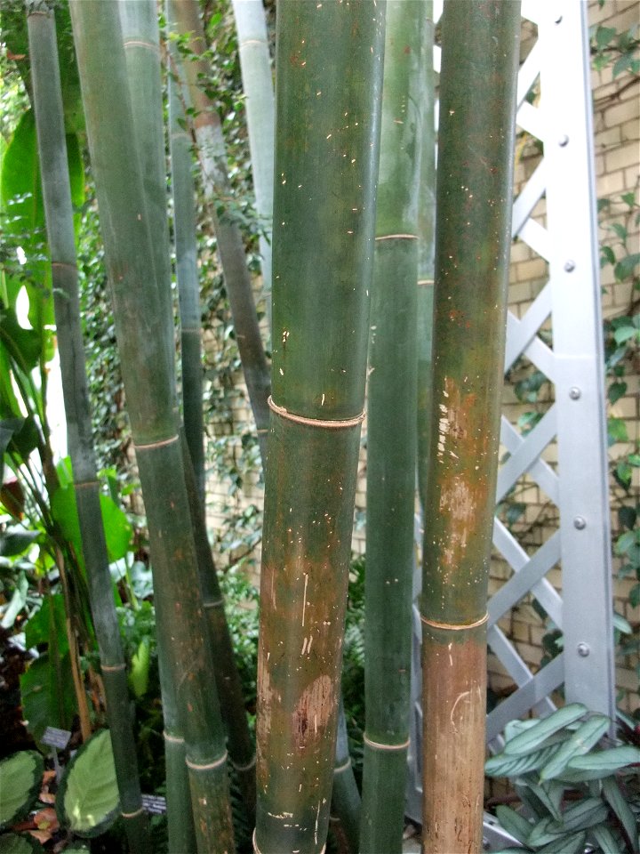 A photograph of Bambusa textilis.