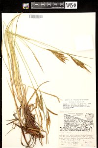 Carex elata photo