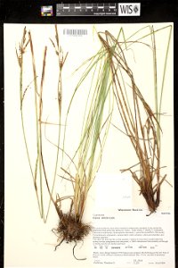 Carex elata photo