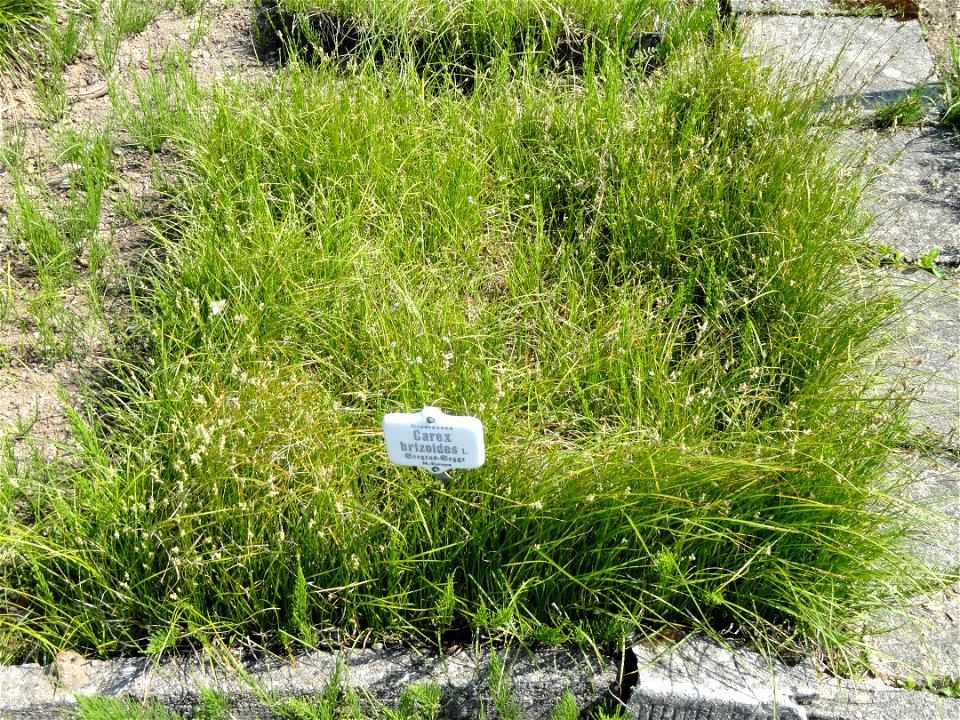 Carex brizoides specimen in the Botanischer Garten München-Nymphenburg, Munich, Germany.
