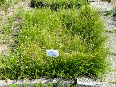 Carex brizoides specimen in the Botanischer Garten München-Nymphenburg, Munich, Germany. photo