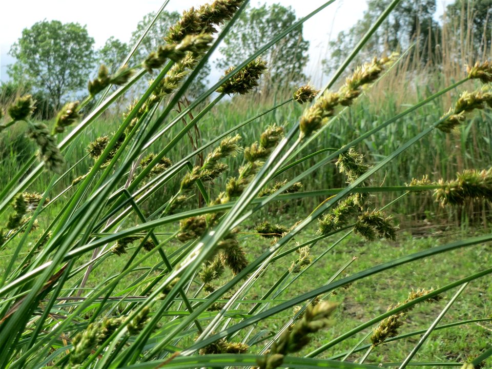 Hain-Segge (Carex cuprina) im Landschaftsschutzgebiet Rheinhessisches Rheingebiet bei Worms