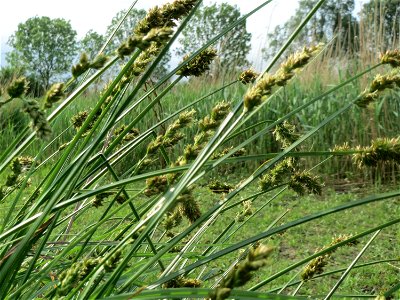 Hain-Segge (Carex cuprina) im Landschaftsschutzgebiet Rheinhessisches Rheingebiet bei Worms