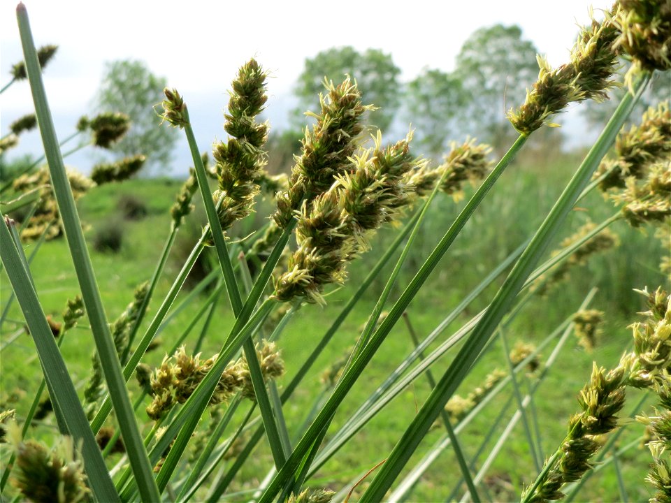 Hain-Segge (Carex cuprina) im Landschaftsschutzgebiet Rheinhessisches Rheingebiet bei Worms