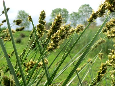 Hain-Segge (Carex cuprina) im Landschaftsschutzgebiet Rheinhessisches Rheingebiet bei Worms photo