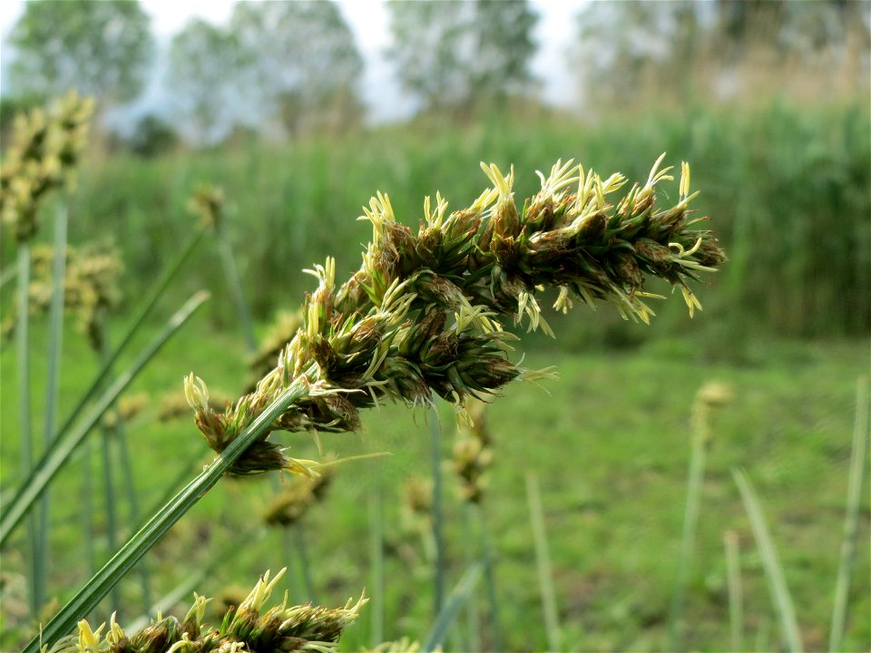 Hain-Segge (Carex cuprina) im Landschaftsschutzgebiet Rheinhessisches Rheingebiet bei Worms