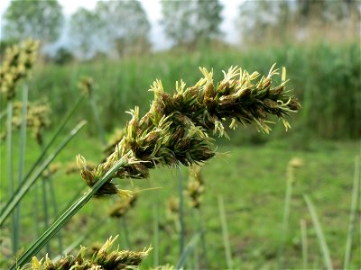 Hain-Segge (Carex cuprina) im Landschaftsschutzgebiet Rheinhessisches Rheingebiet bei Worms photo